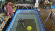 Octopus-Inspired Robot Can Grasp, Crawl and Swim -- IEEE Spectrum Report