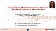 Combined Effect of Proteins and AgNPs on the Adhesion of Yeast Candida Albicans on Solid Silica Surfaces